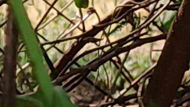 Desi maid pee in front of me